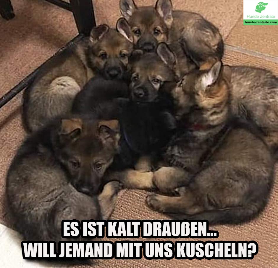 Deutscher-Schaeferhund-Meme-Es-ist-kalt-draußen-will-jemand-mit-uns-kuscheln
