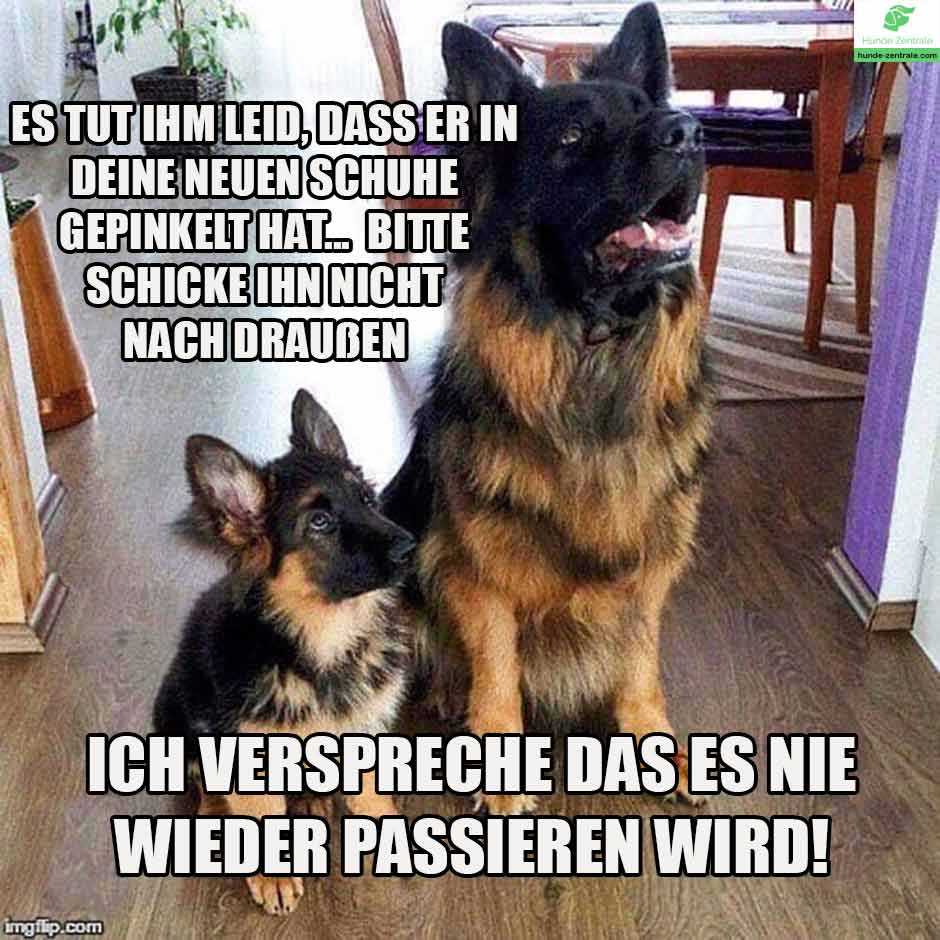 Deutscher-Schaeferhund-Meme-Es-tut-ihm-leid