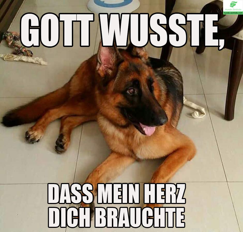 Deutscher-Schaeferhund-Meme-Gott-wusste-dass-mein-herz-dich-brauchte
