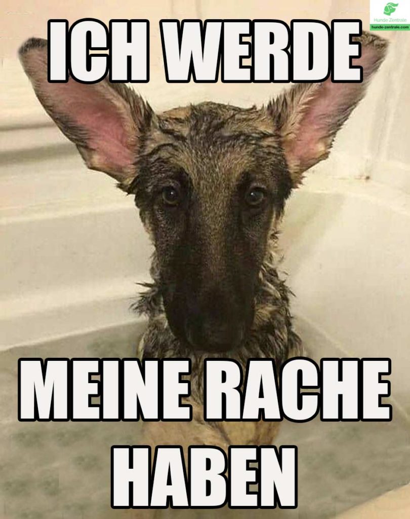 Deutscher-Schaeferhund-Meme-Ich-werde-meine-Rache-haben