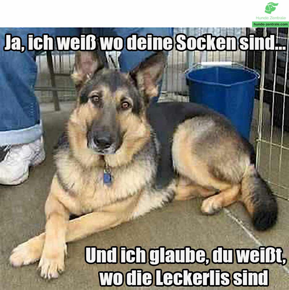 Deutscher-Schaeferhund-Meme-Ja-ich-weiß-wo-deine-socken-sind