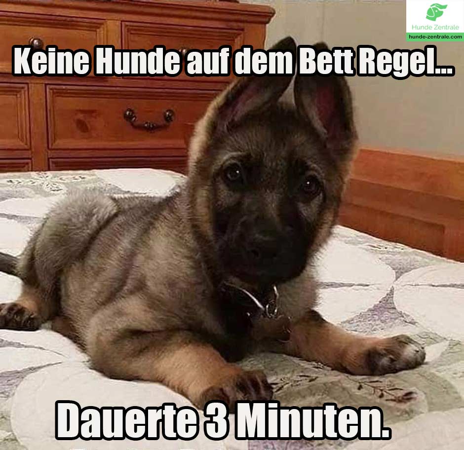 Deutscher-Schaeferhund-Meme-Keine-hunde-auf-dem-bett-regel