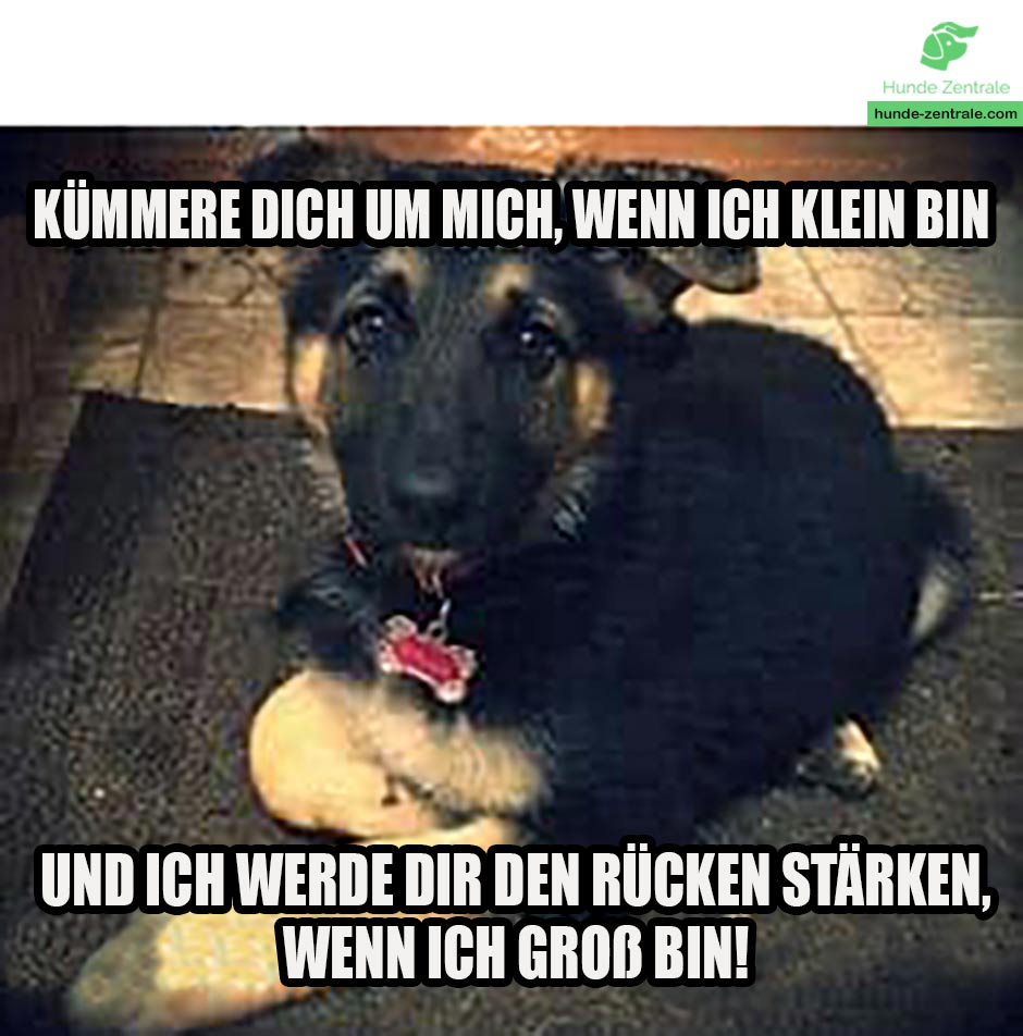 Deutscher-Schaeferhund-Meme-Kuemmere-dich-um-mich-wenn-ich-klein-bin