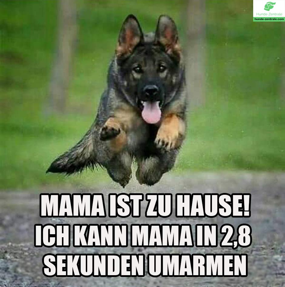 Deutscher-Schaeferhund-Meme-Mama-ist-zu-hause