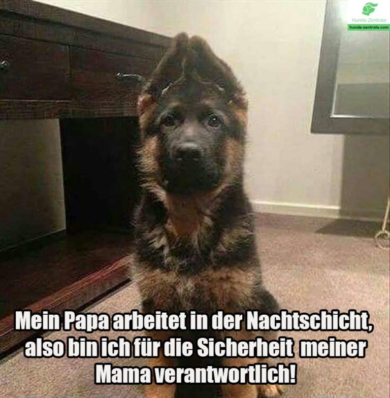 Die 50+ lustigsten Deutschen SchäferhundMemes Hunde Zentrale