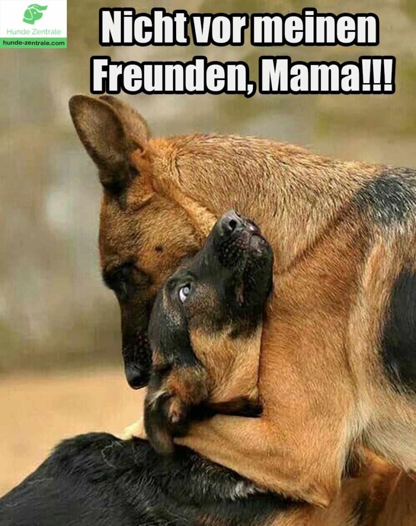 Deutscher-Schaeferhund-Meme-Nicht-vor-meinen-freunden-mama