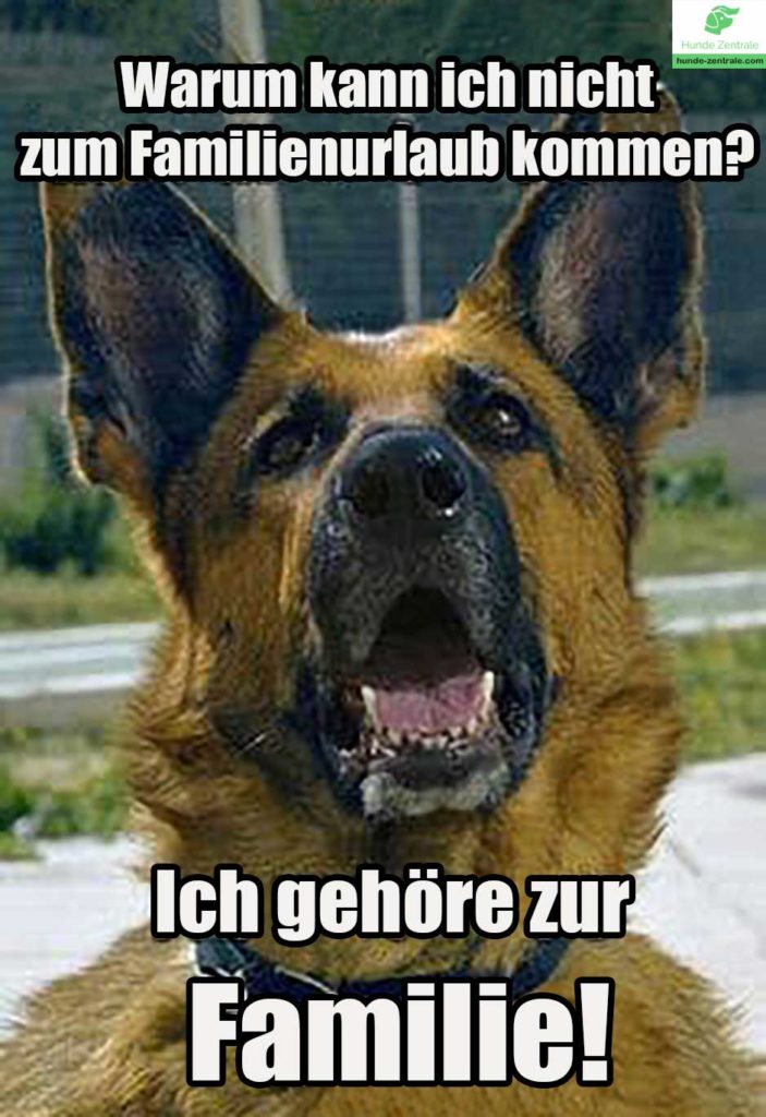 Deutscher-Schaeferhund-Meme-Warum-kann-ich-nicht-zum-familienurlaub-kommen