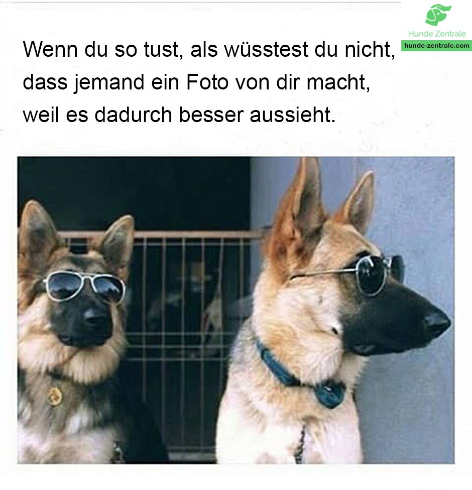 Deutscher-Schaeferhund-Meme-Wenn-du-nur-so-tust