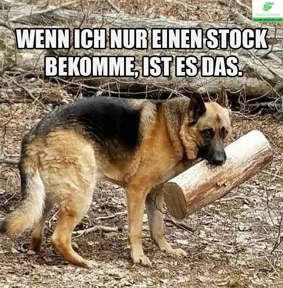 Deutscher-Schaeferhund-Meme-Wenn-ich-nur-einen-stock-bekomme-ist-es-das