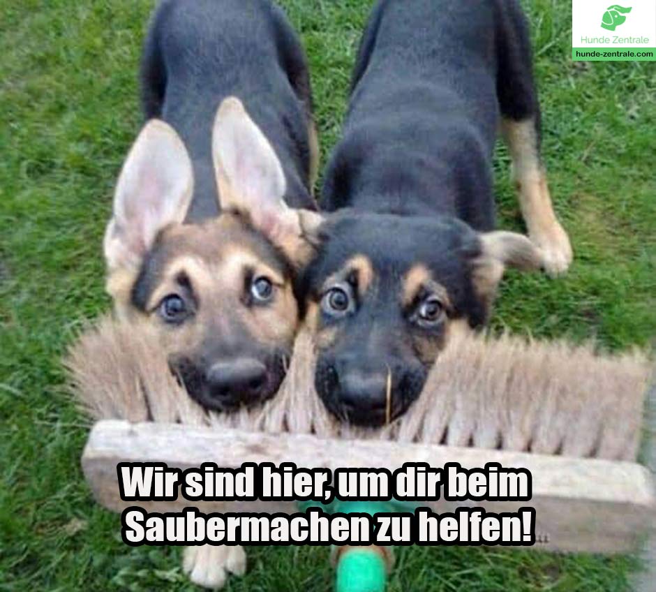 Deutscher-Schaeferhund-Meme-Wir-sind-hier-um-dir-beim-saubermachen-zu-helfen