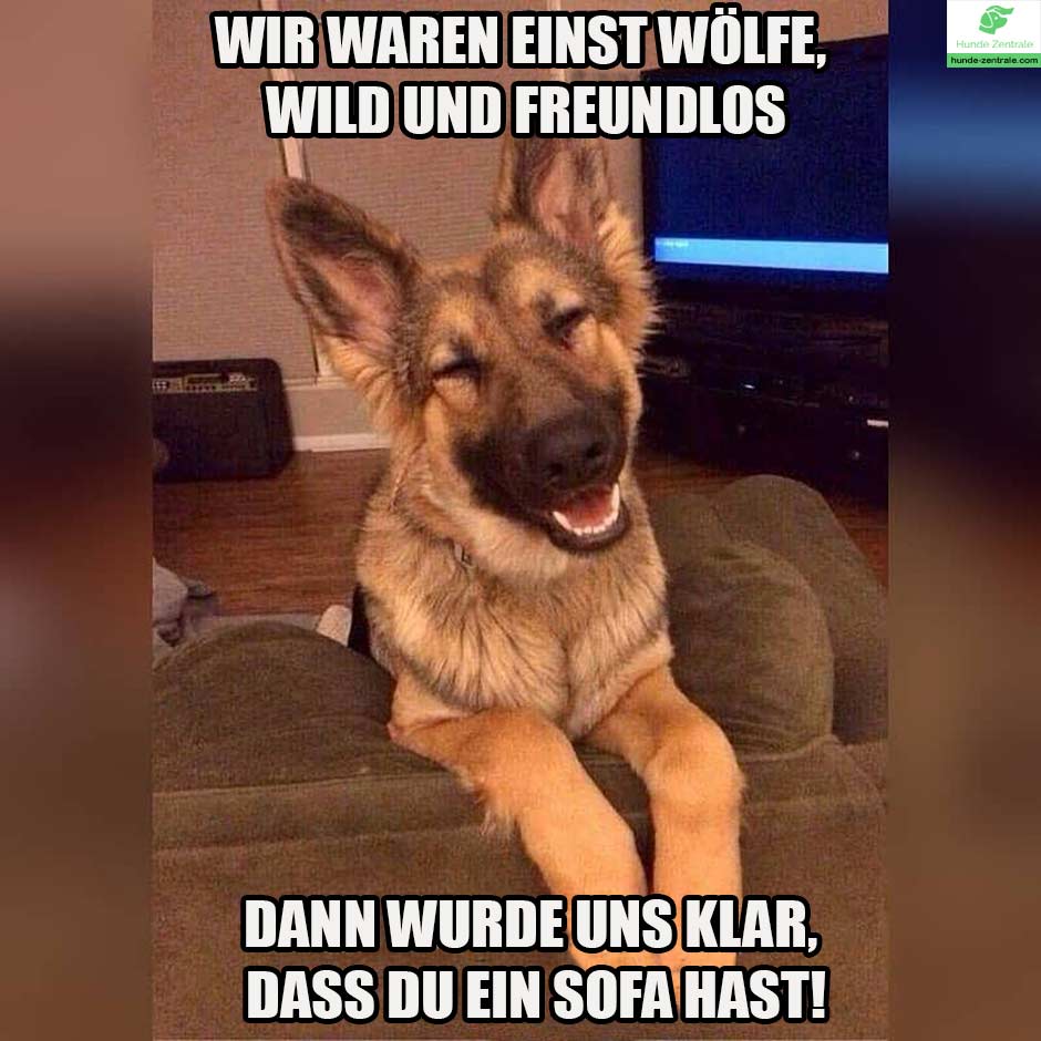 Deutscher-Schaeferhund-Meme-Wir-ware-einst-wölfe