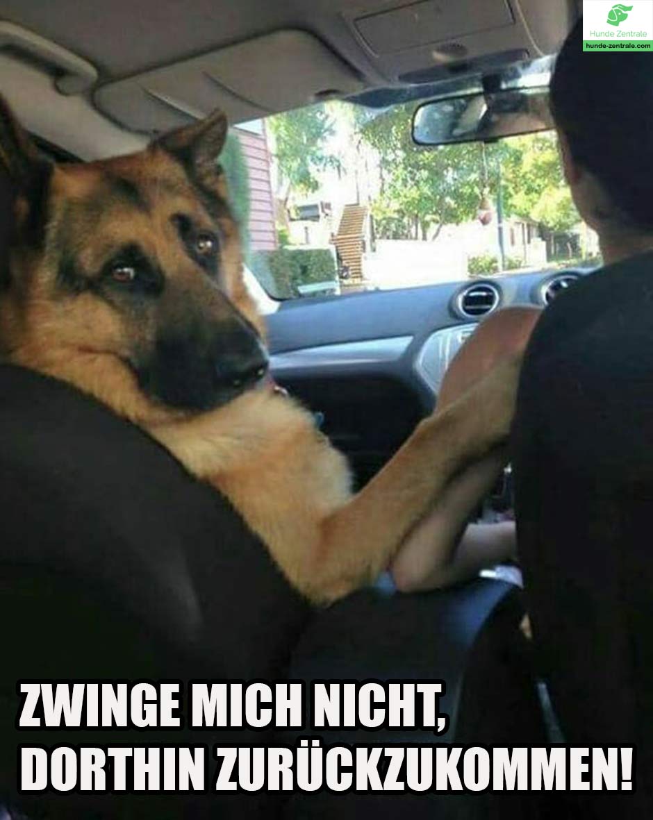 Die 50+ lustigsten Deutschen Schäferhund-Memes - Hunde Zentrale