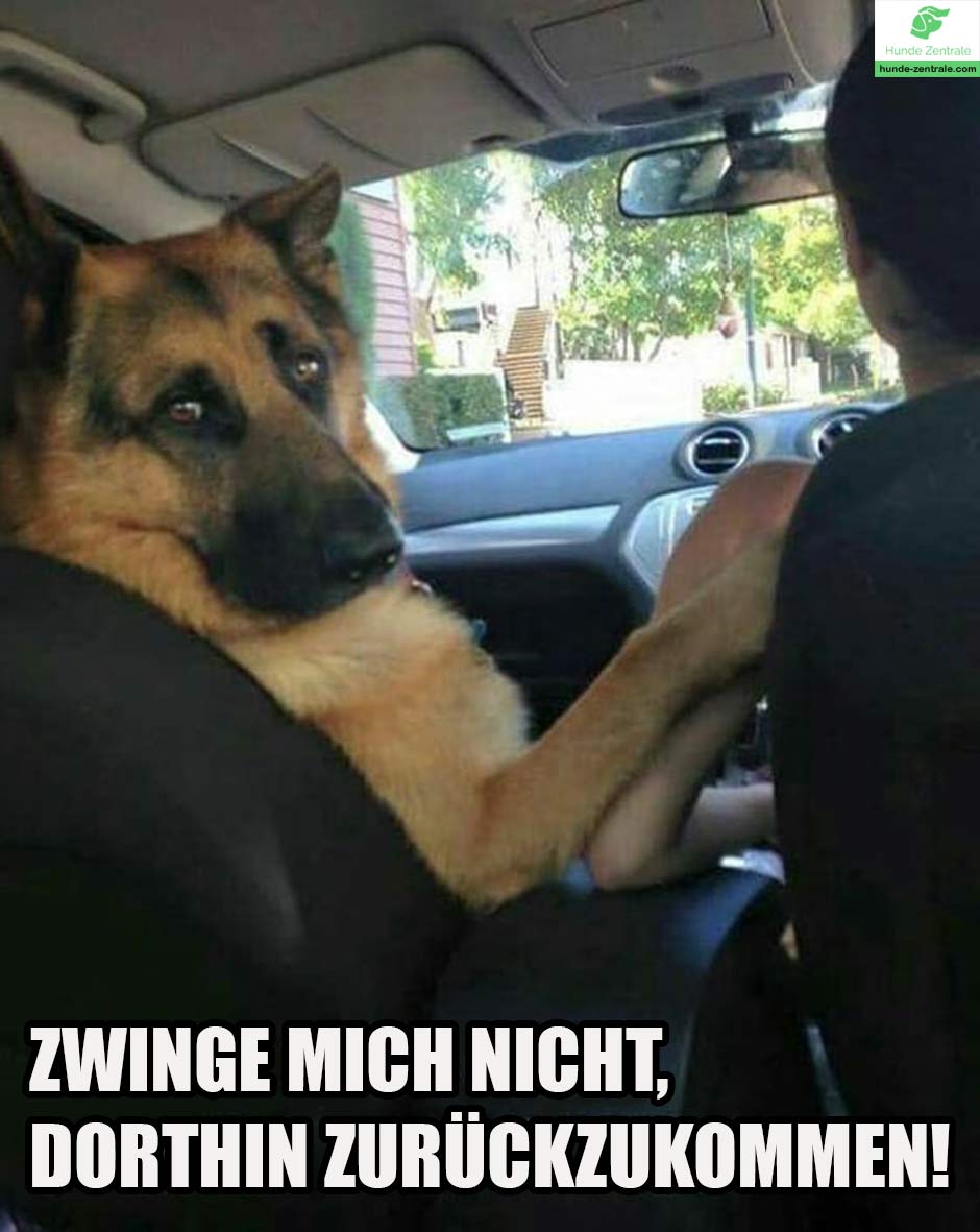 Die 50+ lustigsten Deutschen SchäferhundMemes Hunde Zentrale