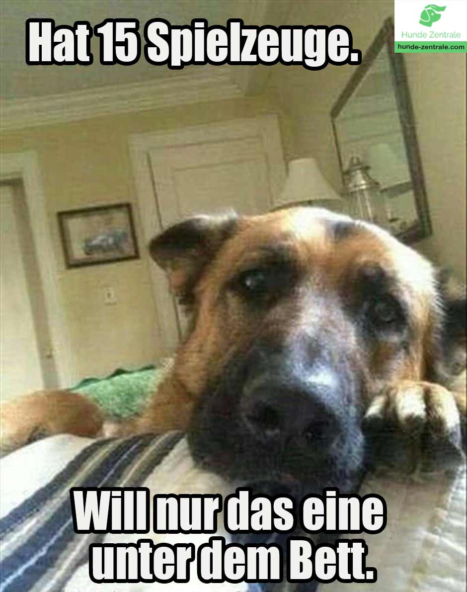 Die 50+ lustigsten Deutschen SchäferhundMemes Hunde