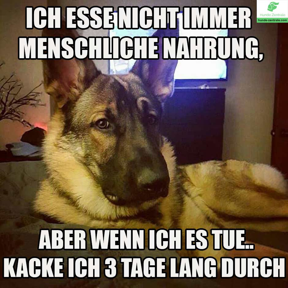Deutscher-Schaeferhund-Meme-ich-esse-nicht-immer-menschliche-nahrung