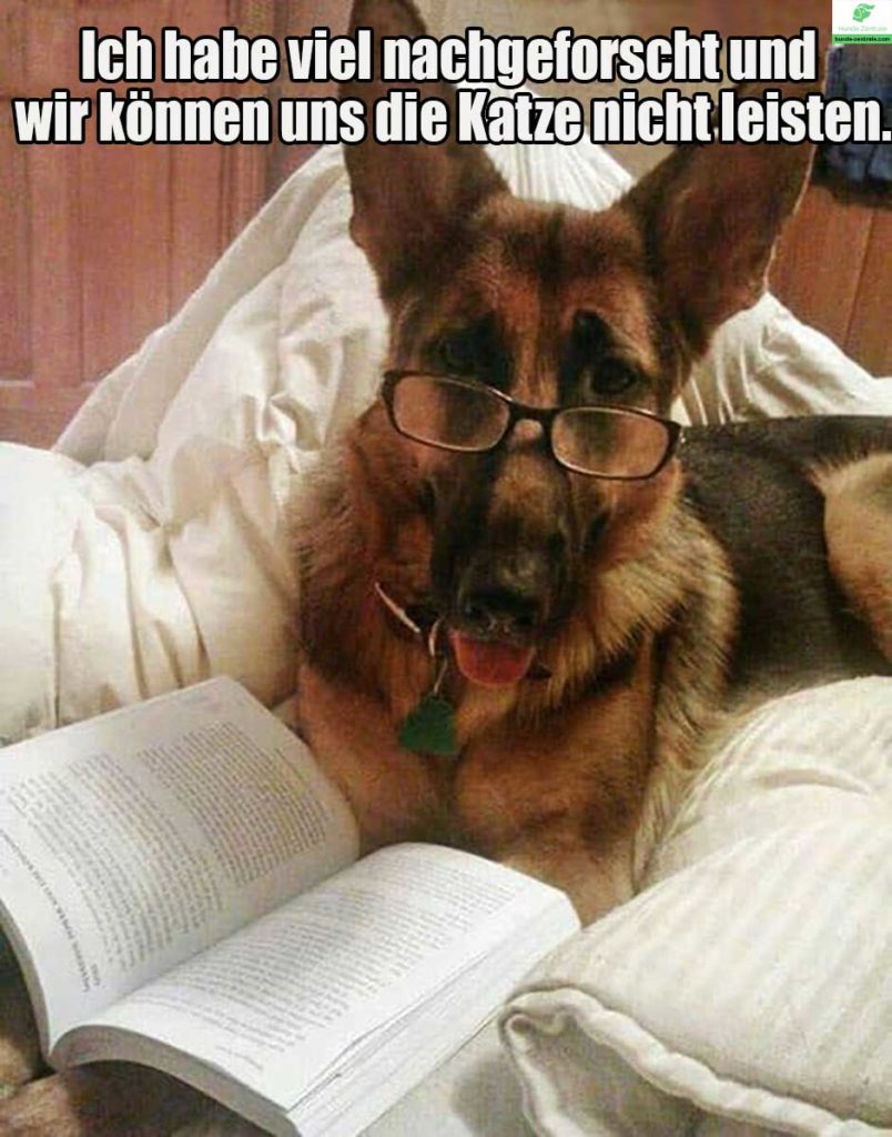 Deutscher-Schaeferhund-Meme-ich-habe-viel-nachgeforscht