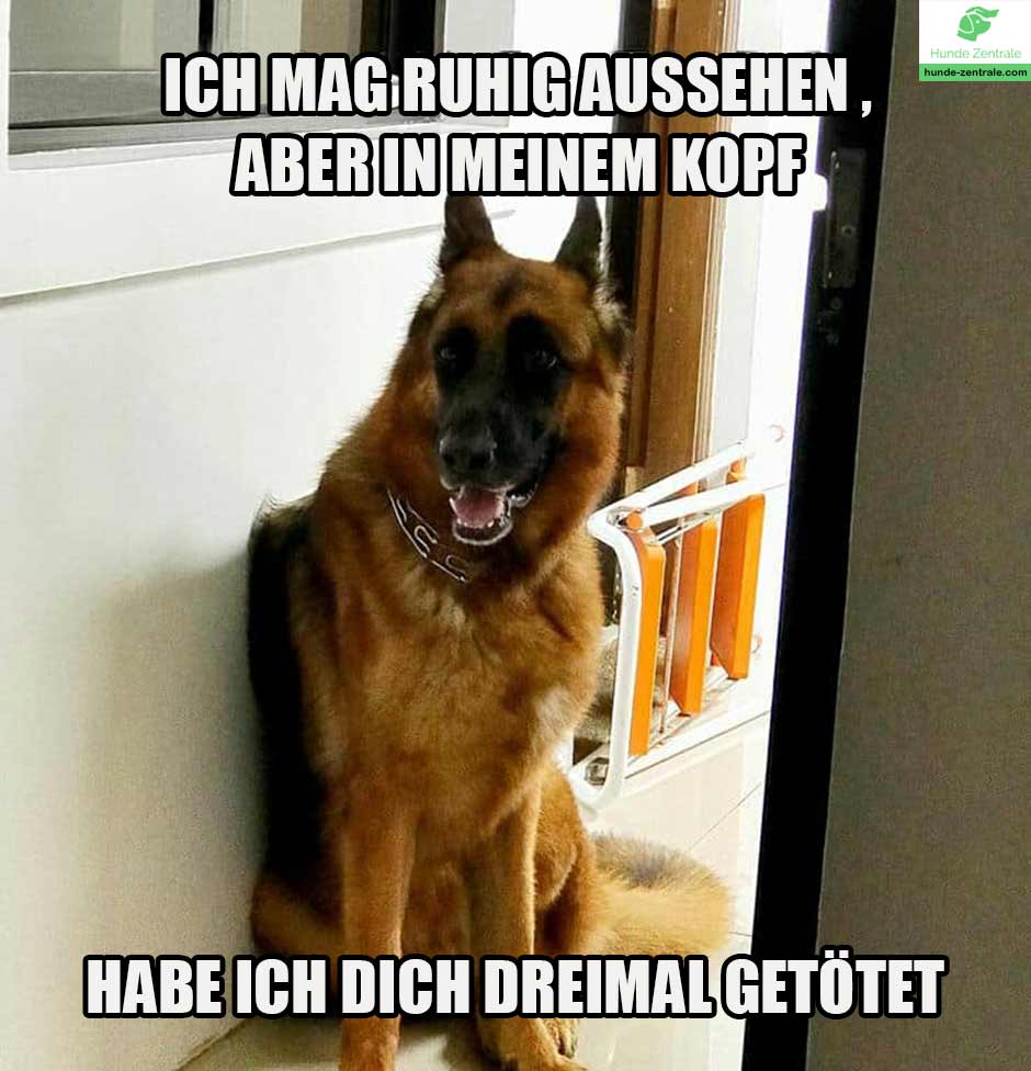 Deutscher-Schaeferhund-Meme-ich-mag-ruhig-aussehen
