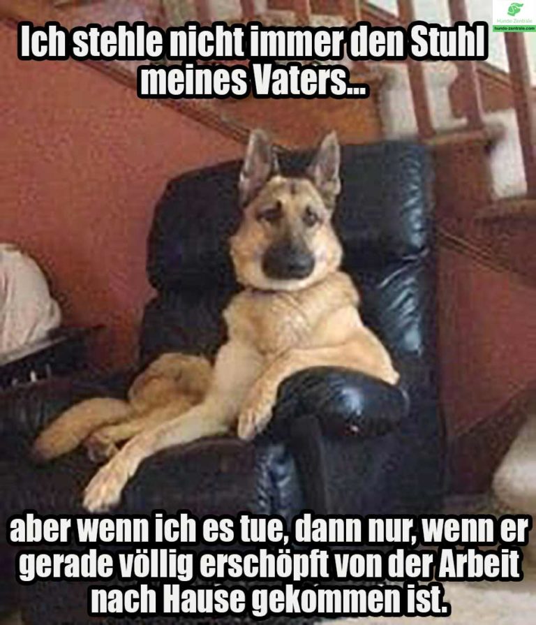 Die 50+ lustigsten Deutschen SchäferhundMemes Hunde