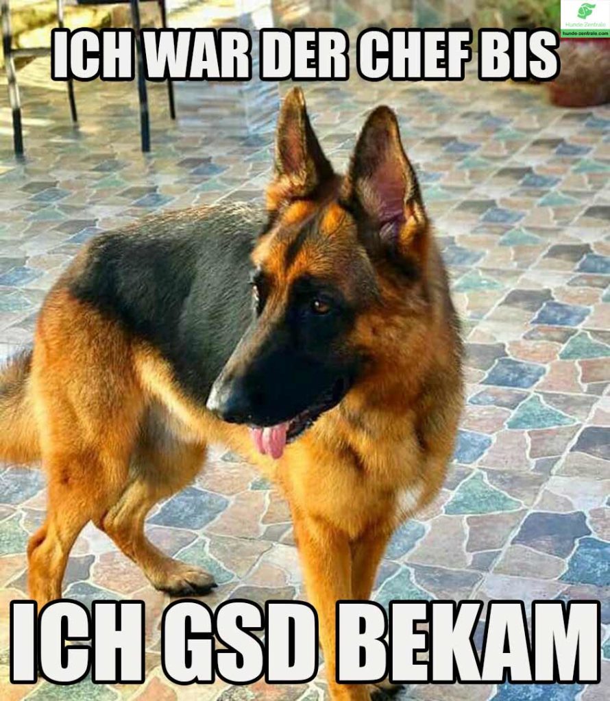 Deutscher-Schaeferhund-Meme-ich-war-der-chef-bis-ich-gsd-bekam