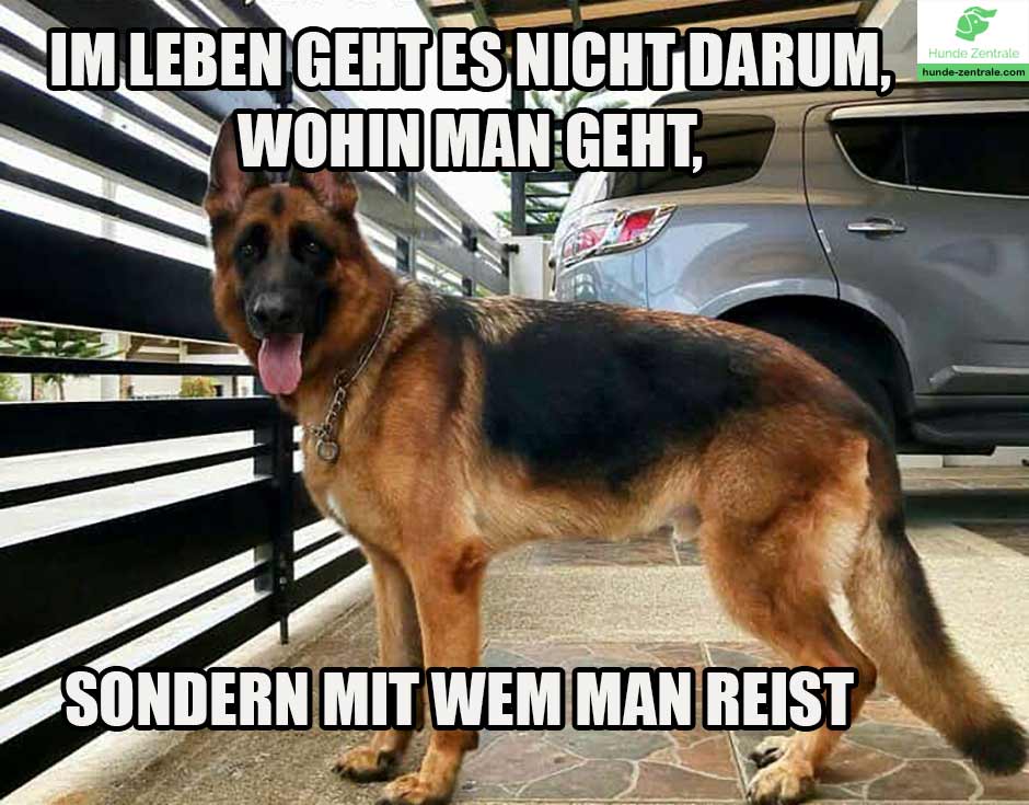Deutscher-Schaeferhund-Meme-im-leben-geht-es-nicht-darum-wohin-man-geht