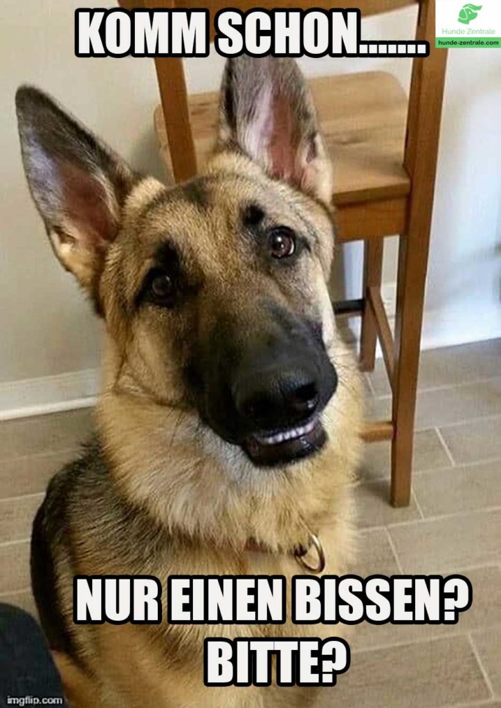 Deutscher-Schaeferhund-Meme-komm-schon-nur-einen-bissen-bitte