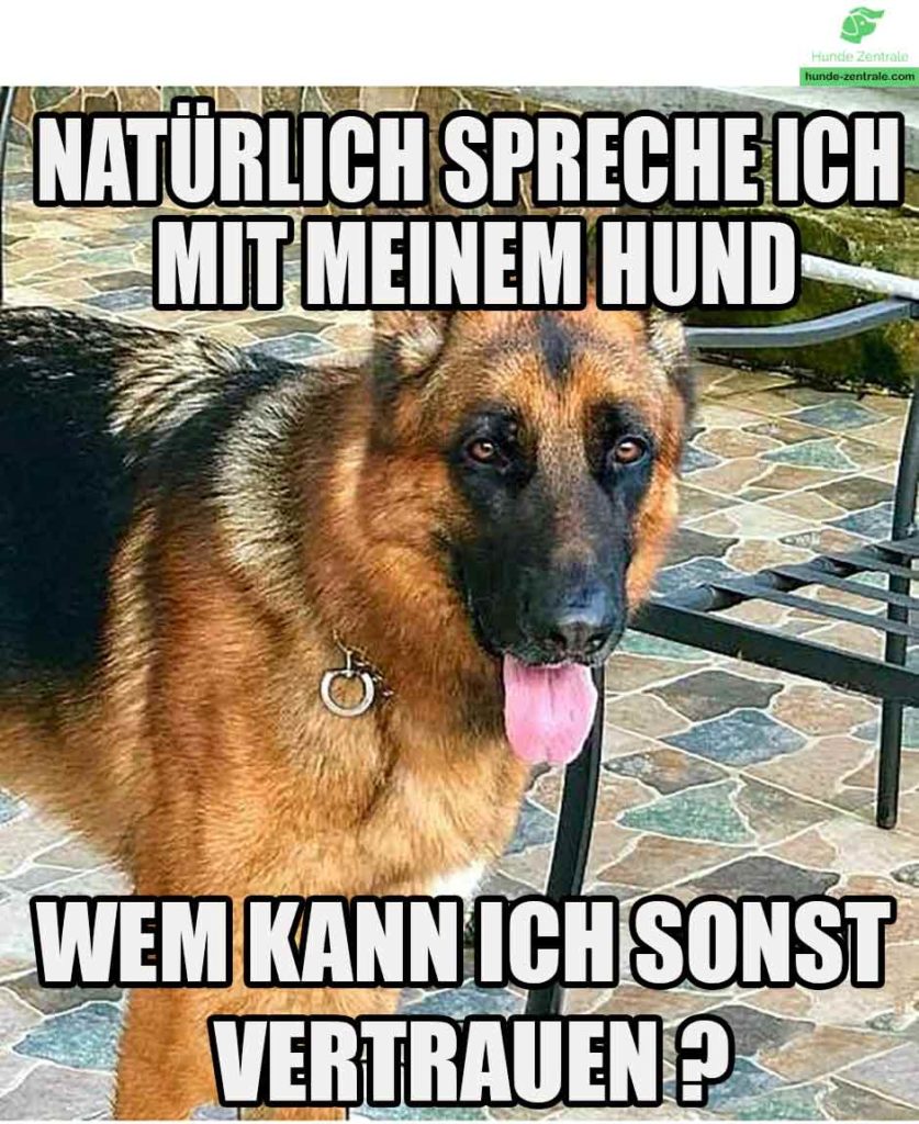 Deutscher-Schaeferhund-Meme-natuerlich-spreche-ich-mit-meinem-hund