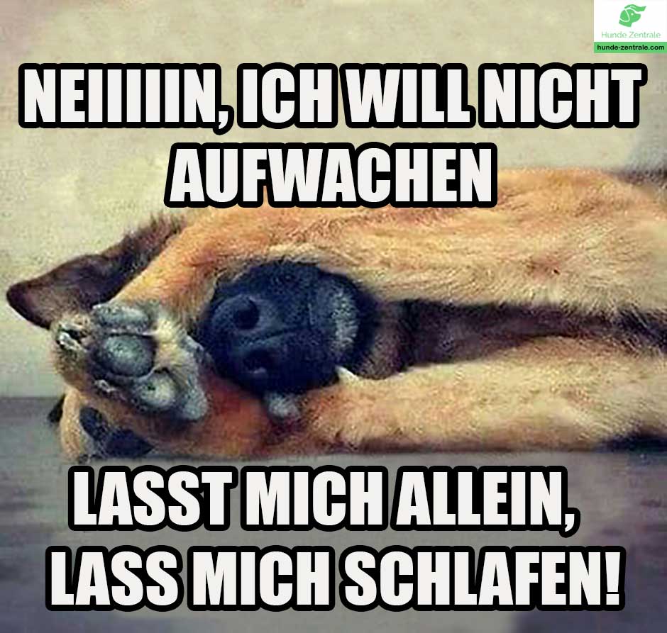Deutscher-Schaeferhund-Meme-nein-ich-will-nicht-aufwachen