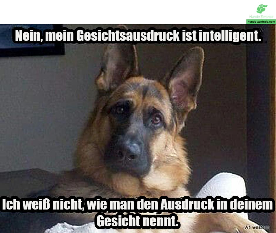 Deutscher-Schaeferhund-Meme-nein-mein-gesichtsausdruck-ist-intelligent