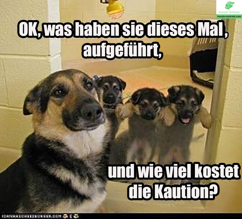 Deutscher-Schaeferhund-Meme-ok-was-haben-sie-dieses-mal-aufgefuehrt
