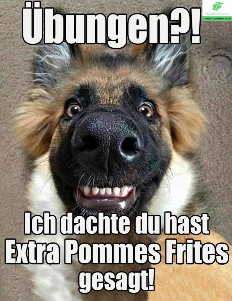 Deutscher-Schaeferhund-Meme-uebungen-ich-dachte-du-hast-extra-pomme-frites-gesagt