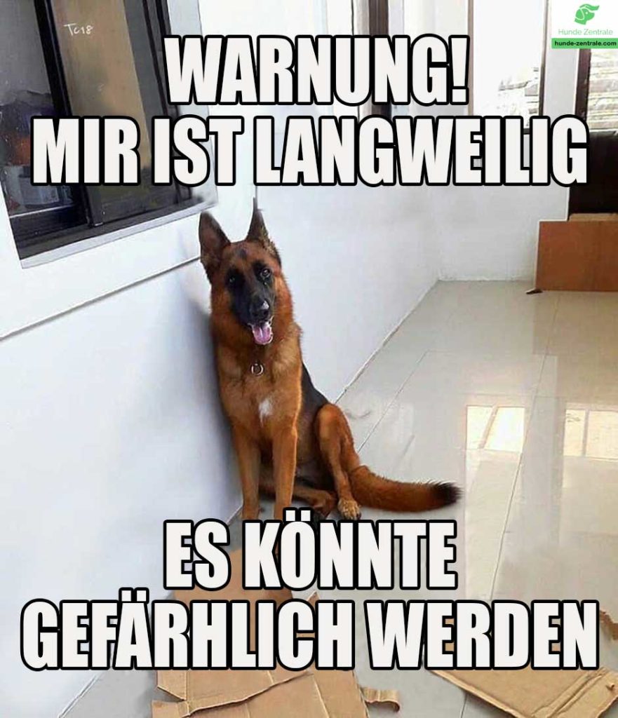 Deutscher-Schaeferhund-Meme-warnung-mir-ist-langweilig