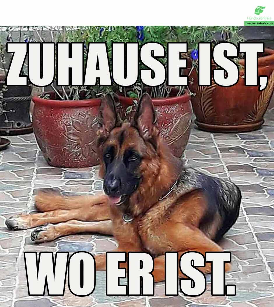 Die 50+ lustigsten Deutschen SchäferhundMemes Hunde