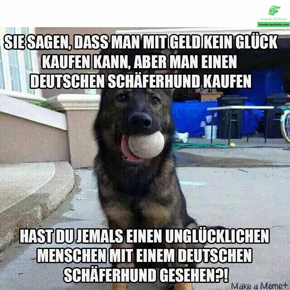 Deutscher-Schaeferhund-sie-sagen-dass-man-mit-geld-kann-kein-glueck-kaufen-kann