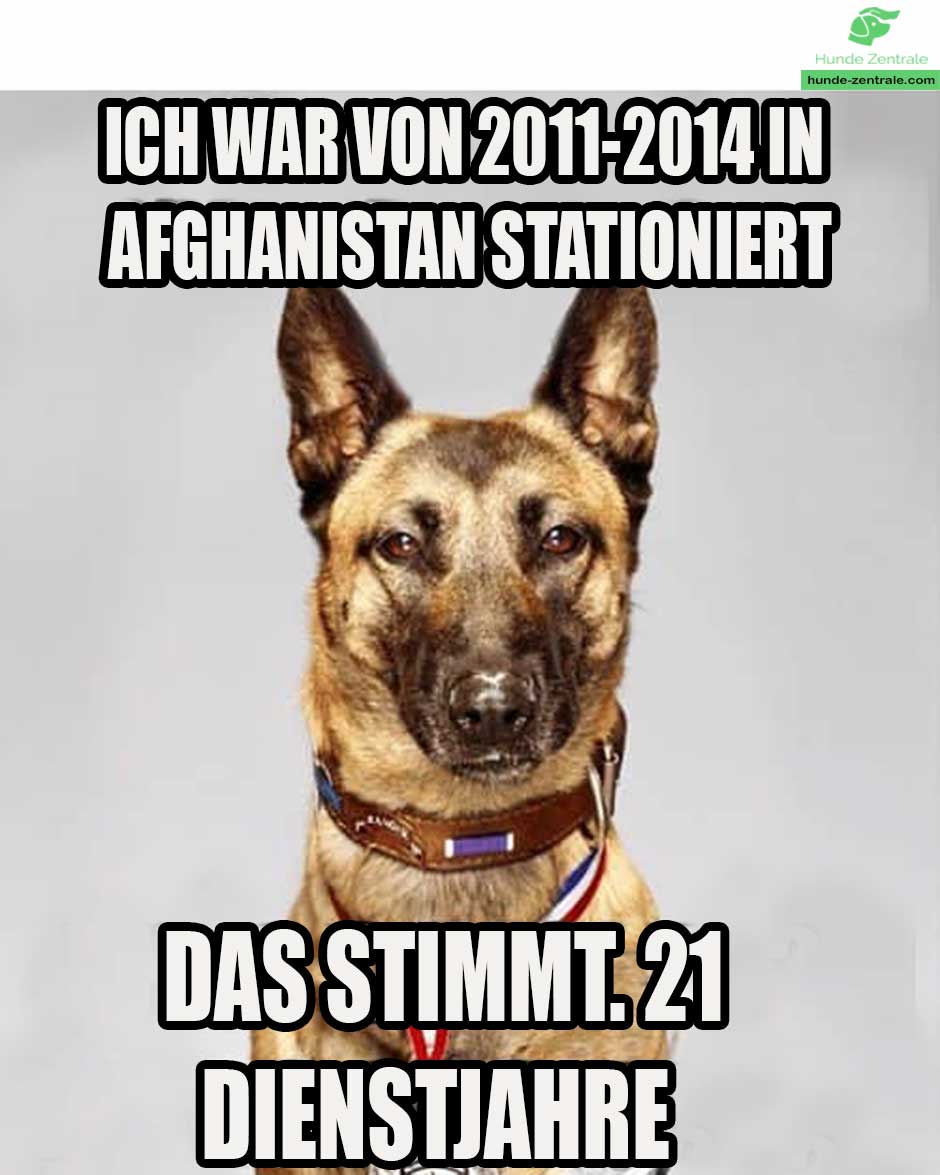 Diensthund-meme-ich-war-von-2011-bis-2014-in-afghanistan