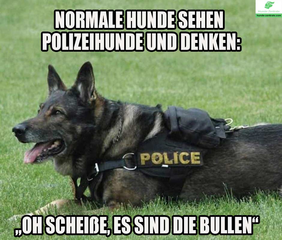 Diensthund-meme-normale-hunde-sehen-polizeihunde