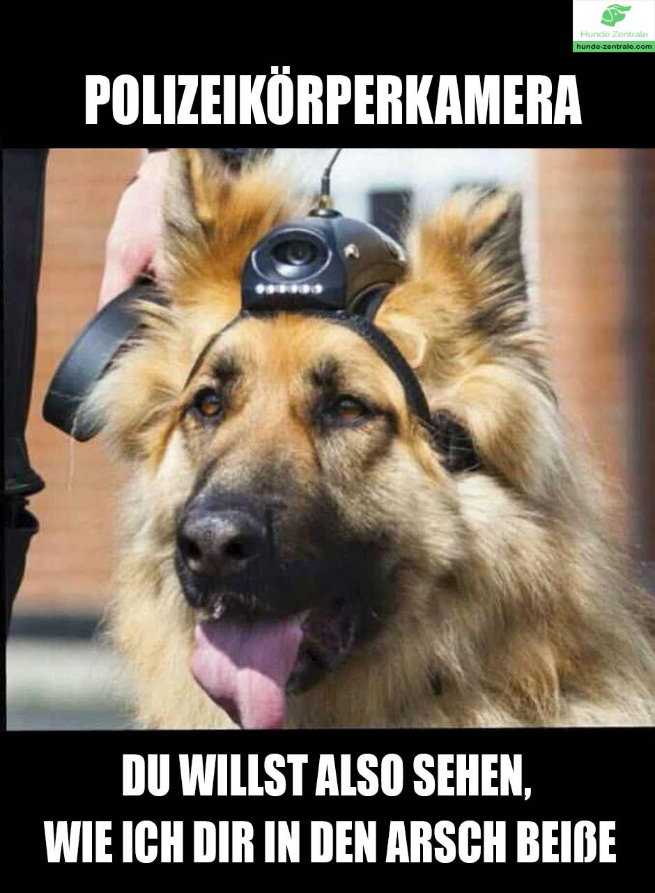 Diensthund-meme-polizeikoerperkamera