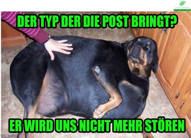 Die lustigsten fetten Hundememes Hunde Zentrale