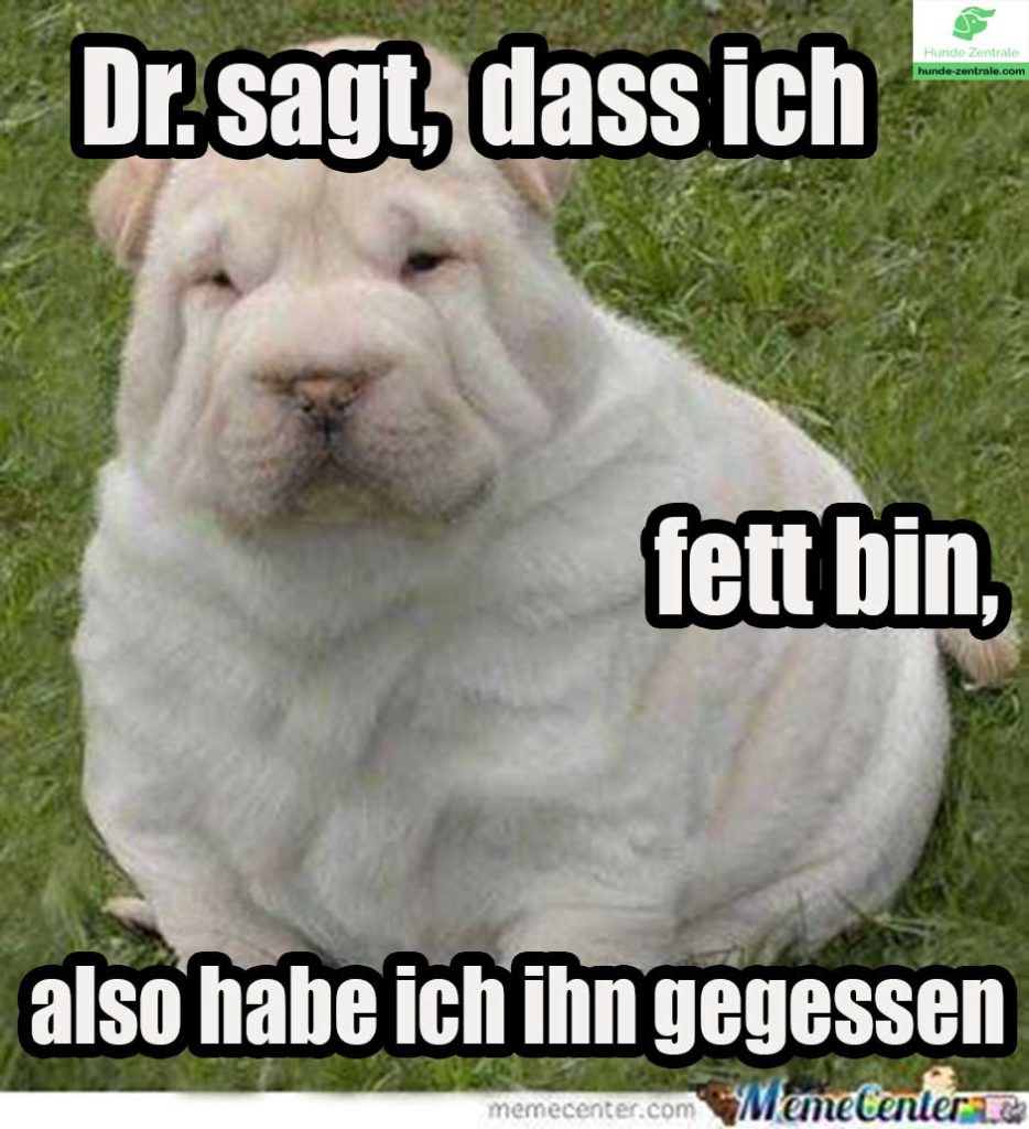 Fetter-Hund-Meme-dr-sagt-dass-ich-fett-bin