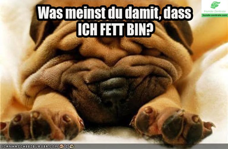 Die lustigsten fetten Hundememes Hunde Zentrale