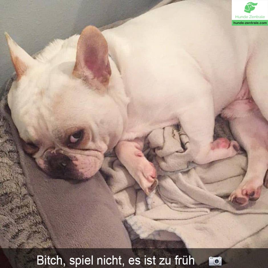 Franzoesiche-Bulldogge-Meme-Bitch-spiel-nicht-es-ist-zu-früh