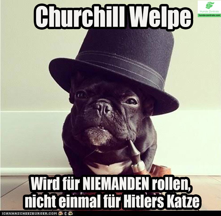 Franzoesiche-Bulldogge-Meme-churchill-welpe