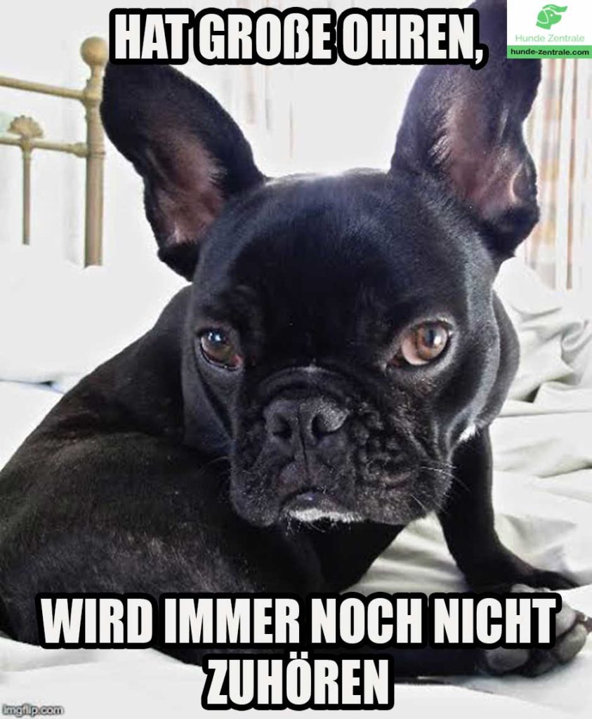 Franzoesiche-Bulldogge-Meme-hat-große-ohren