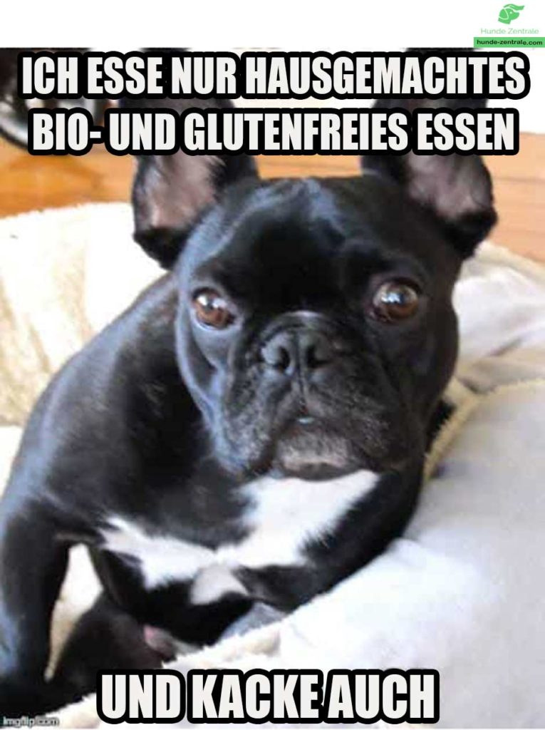 Franzoesische-Bulldogge-Meme-Ich-esse-nur-hausgemachtes-bio-und-glutenfreies-essen