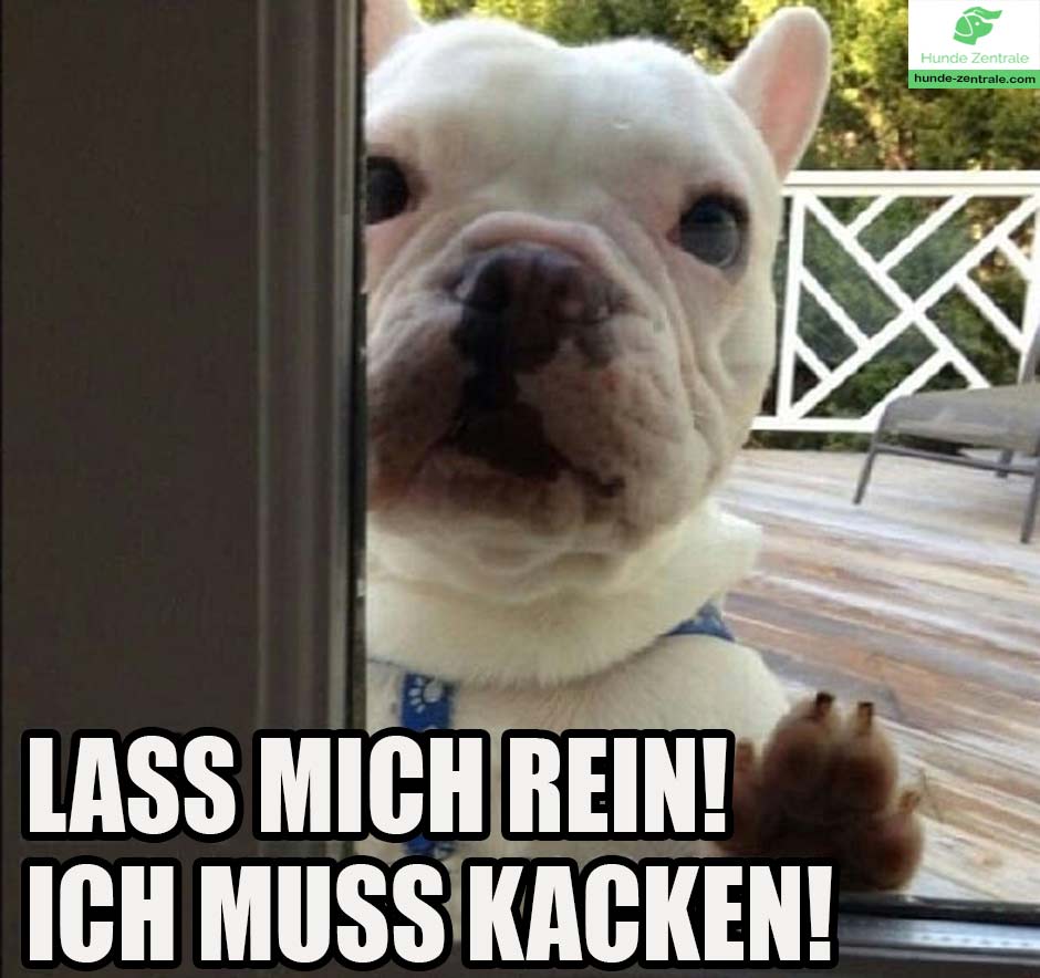 Franzoesische-Bulldogge-Meme-Lass-mich-rein-ich-muss-kacken