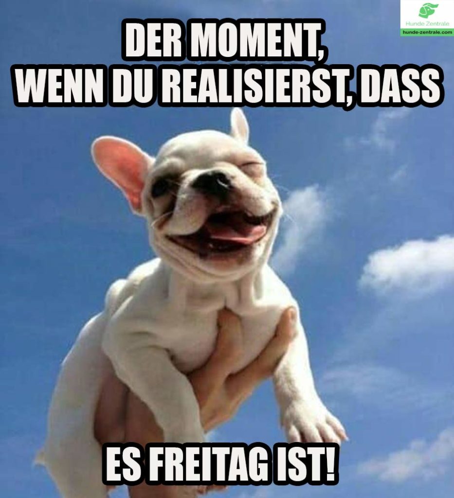 Franzoesische-Bulldogge-Meme-der-moment-wenn-du-realisierst-dass-es-freitag-ist