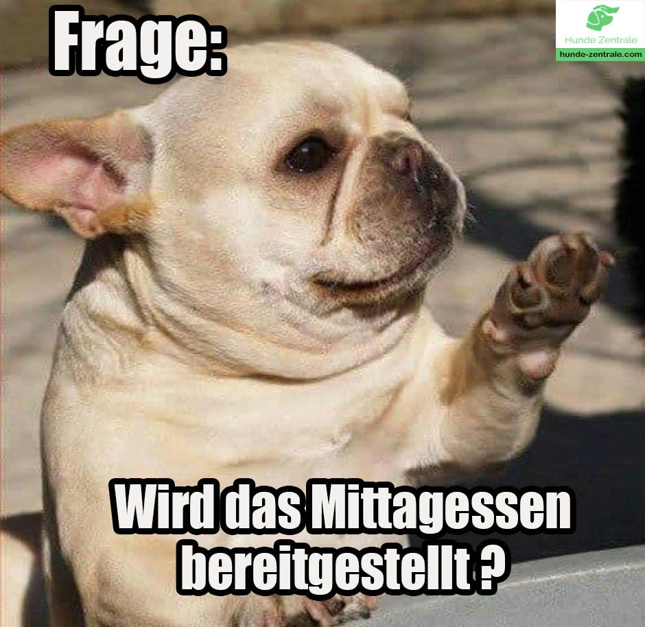Franzoesische-Bulldogge-Meme-frage-wird-das-mittagessen-bereitgestellt