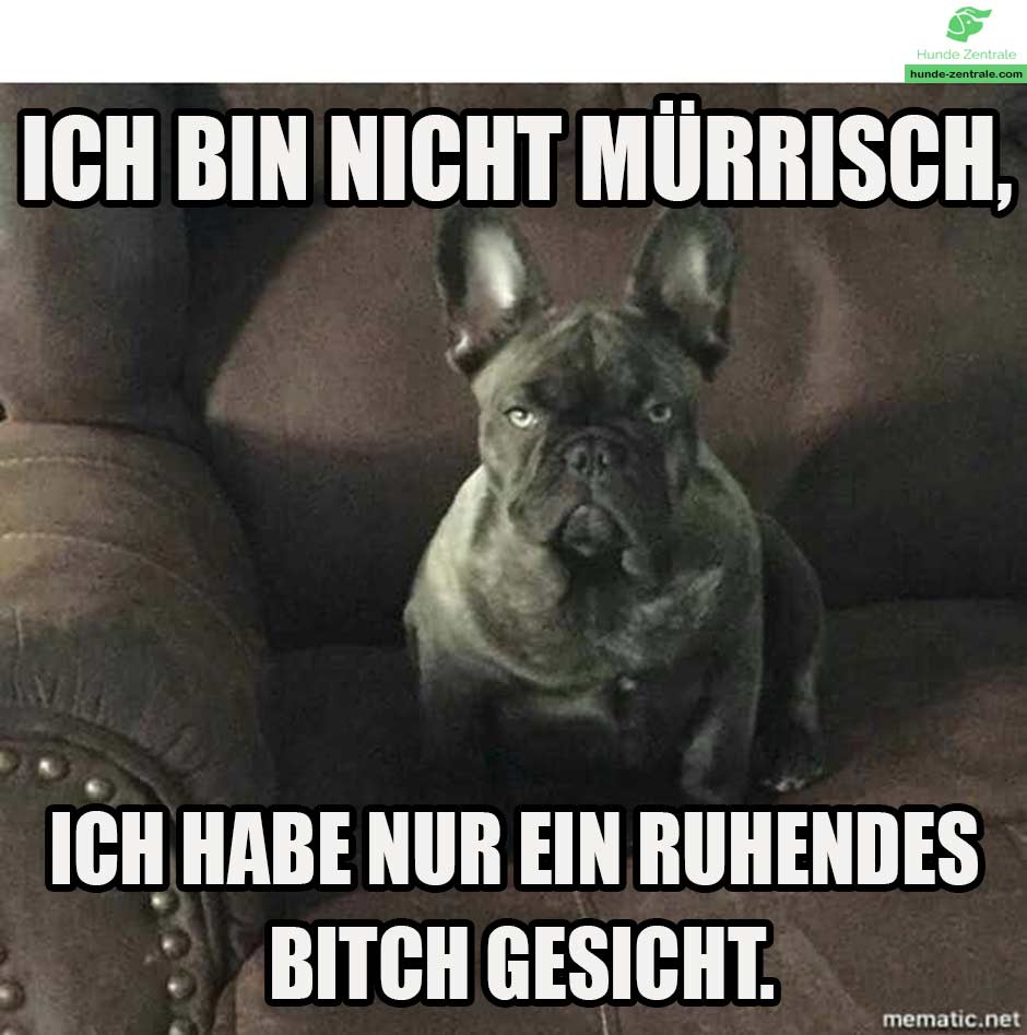 Franzoesische-Bulldogge-Meme-ich-bin-nicht-muerrisch