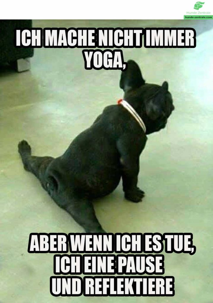 Franzoesische-Bulldogge-Meme-ich-mache-nicht-immer-yoga