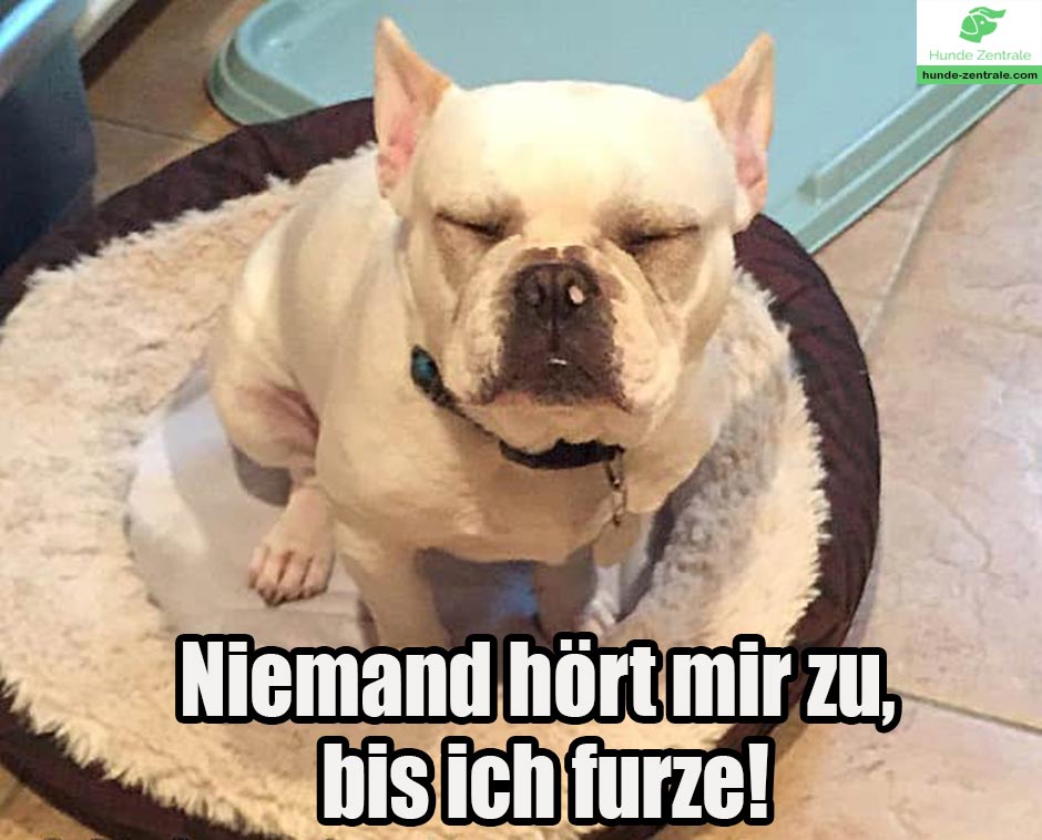 Franzoesische-Bulldogge-Meme-niemand-hoert-mir-zu-bis-ich-furze