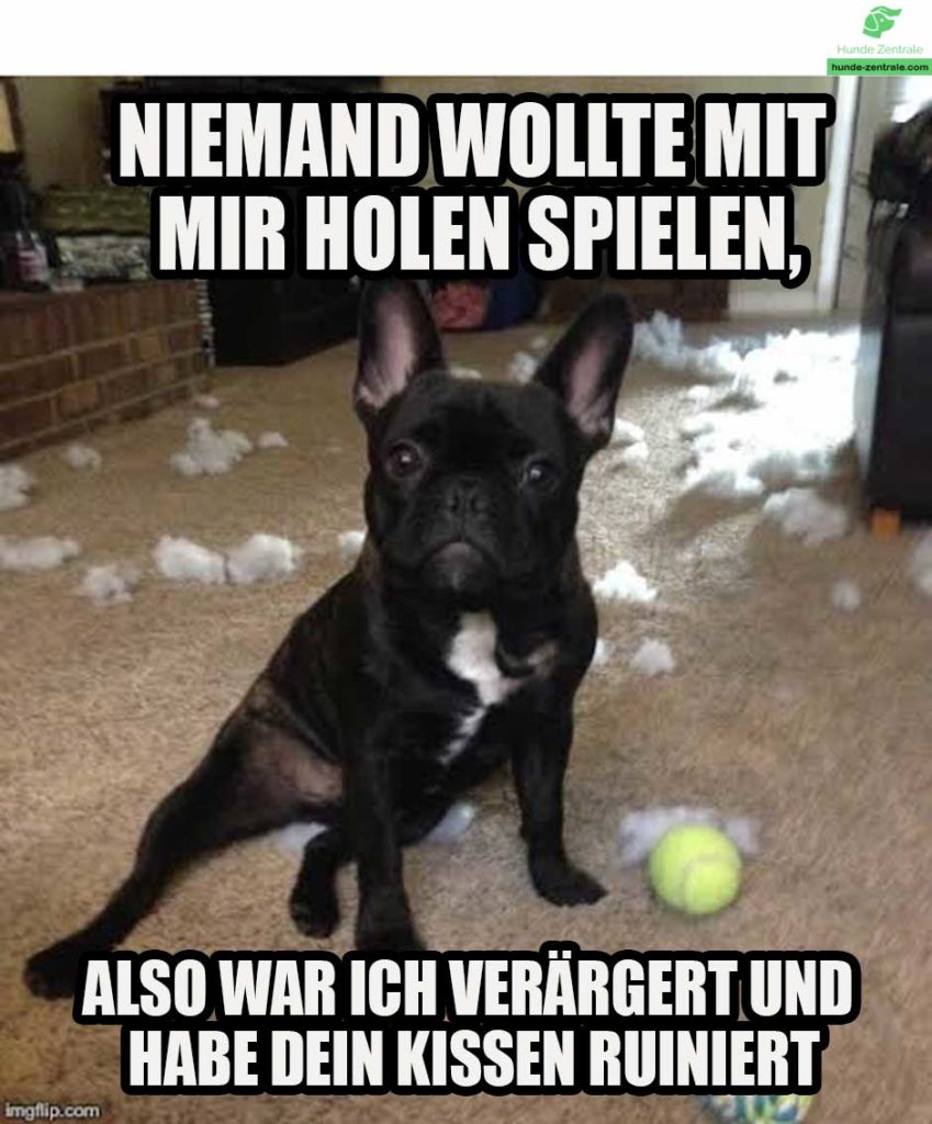 Franzoesische-Bulldogge-Meme-niemand-wollte-mit-mir-holen-spielen